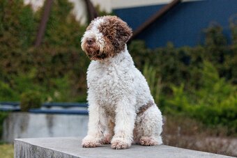 Lagotto romagnolo -szczenięta ur. 19.03.2025 r. - 5