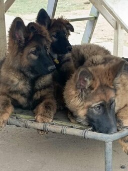 Suczka owczarek niemiecki długowłosy - 5