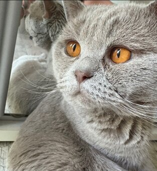 Koty brytyjskie niebieskie krótkowłose z rodowodem - 5