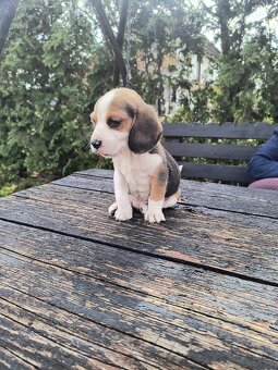 Beagle - 5