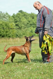Owczarek belgijski malinois z rodowodem FCI - 5