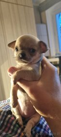 Chihuahua szczenięta krótkowłose - 5
