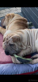 Hodowla rasy shar pei Red Folds przed. szczeniąt ur.22.06.20 - 5