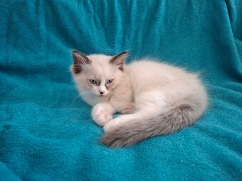 Rodowodowe kocięta Ragdoll - gotowe do zamieszkania - 5