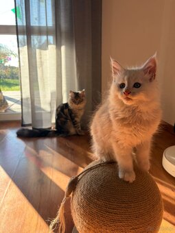Maine Coon – wyjątkowe kocurki szukają kochających - 5