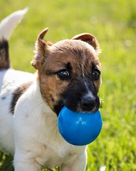 Jack Russell Terrier - suczka - nie do hodowli - 5