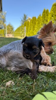 Suczki rasy yorkshire terrier - 5