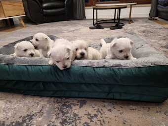 West highland white terrier - 5