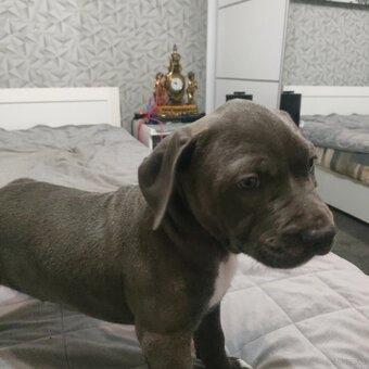 Szczeniak Amstaff - 5