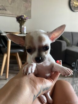 Szczeniaki chihuahua - 5