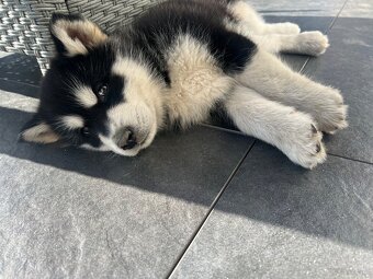 Alaskan Malamute szczeniaki - 5