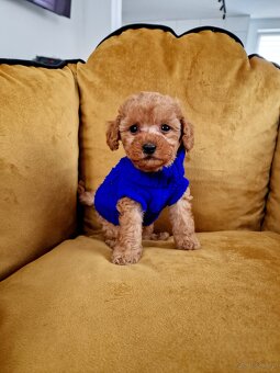 Pudelki toy/miniatura RED po tatusiu FCI - 5