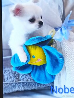 Chihuahua z rodowodem FCI. - 5