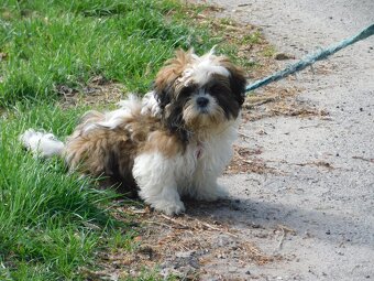 Szczeniaki shih tzu - 5