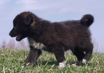 Border Collie - Pies do pasienia na gospodarstwo, pełna dok. - 5