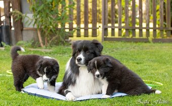 Border collie - 5