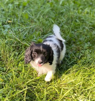 Spaniel kontynentalny miniaturowy, phalene, nie papillon FCI - 5