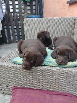 Labrador retriever - 5