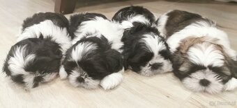 Shih-tzu z PP ostatni szczeniak (shih tzu, shitzu, si-tzu) - 5