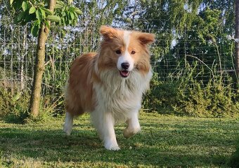 Rasowy Pies Border Collie maści BLUE - Szczeniak WILCZEK z p - 5