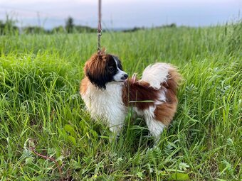Spaniel kontynentalny miniaturowy, phalene, nie papillon FCI - 5