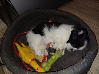Pieski shih tzu - 5
