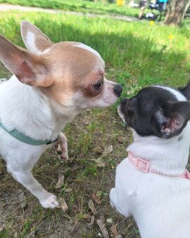 Sprzedam pieska chihuahua - 5
