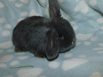 Cudowne baranki mini lop niebieskie - 5