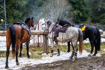 Atrakcyjny wałach - 5