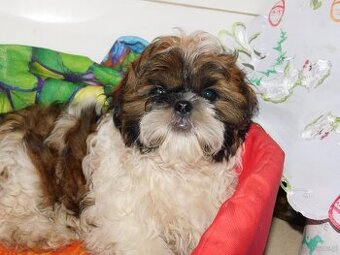 Shih tzu piesek Niko - 5