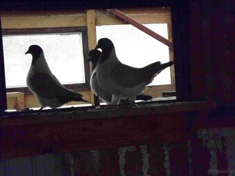 sprzedam gołębie - 5