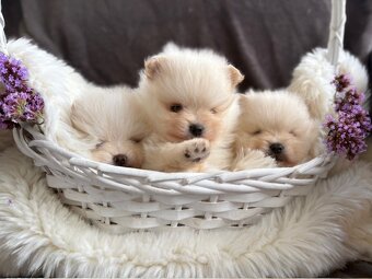 SZPIC MINIATUROWY POMERANIAN PIĘKNE SUNIE I PIESKI - 5