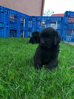Nowofundland Kennel Club - 5