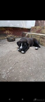 Amstaff - 5