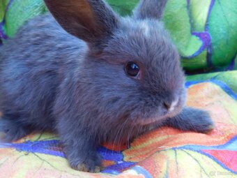 Piękne baranki mini lop - 5