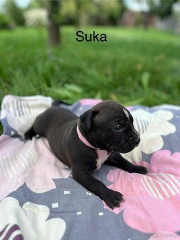 Masywne szczeniaki amstaff - 5