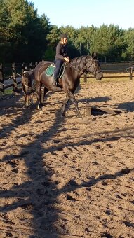 Polski Koń Sportowy Klacz Frezja - 5