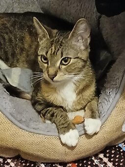 Ślucznotka do adopcji - 5