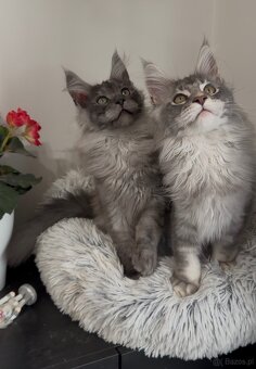 Maine Coon kocurki na sprzedaż - 5