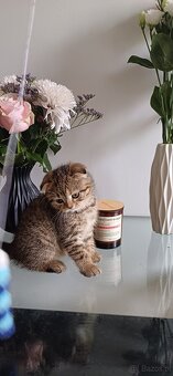 Sprzedam koty rasowe. SCOTTISH FOLD.I czarna kotka brytyjka - 5