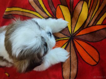Piesek shih-tzu - 5