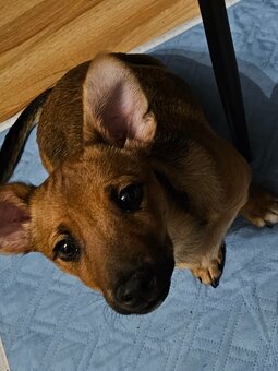 Szczenię -piesek - 5