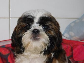 Cudna sunia Shih tzu Diana - 5