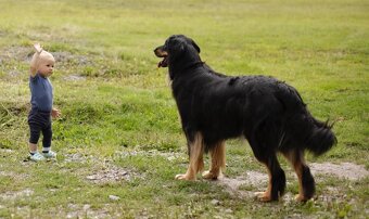 Oferta szczeniąt rasy Hovawart z rodowodem - szczenięta - 5