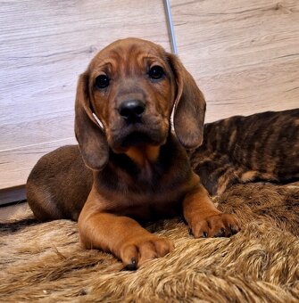 Szczeniaki Posokowiec Hanowerski - 5