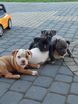 Szczeniaki AMERICAN BULLY - 5