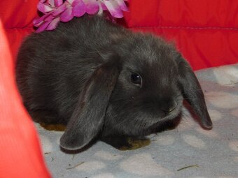 Cudowne baranki mini lop - 5