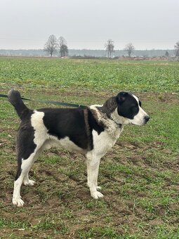 Owczarek środkowoazjatycki alabai - 5