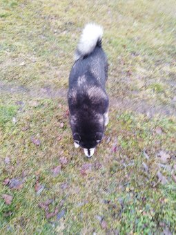 Alaskian Malamut - 5