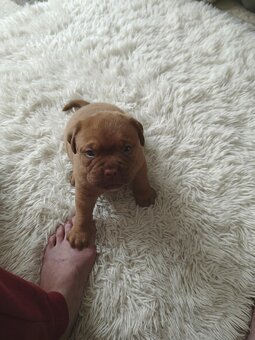 Szczenięta Dogue de Bordeaux FCI - 5
